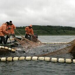 На рыболовных участках ведется в том числе добыча тихоокеанских лососей