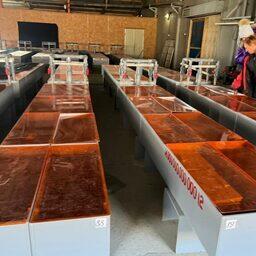 В общей сложности государственные и частные рыбоводные заводы региона инкубируют 60,1 млн икринок кеты. Фото пресс-службы приморского теруправления Росрыболовства