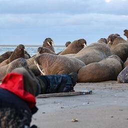 Специалисты проводят наблюдения за моржами. Фото Фото Александра Соколова, CC BY-SA 4.0