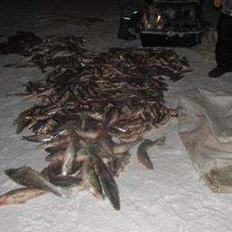 У браконьеров изъяли семь мешков с рыбой. Фото пресс-службы Северо-Западного теруправления Росрыболовства