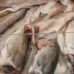 Карельские рыбаки с января по август добыли 30,4 тыс. тонн трески и пикши