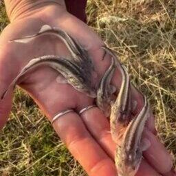 Выпуск молоди белуги в рамках госзадания в 2025 г. Фото предоставлено пресс-службой Азово-Донского филиала Главрыбвода