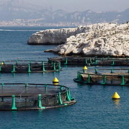 Садки для выращивания рыбы у побережья Турции. Фото с сайта aquacultura.org