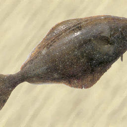 Палтус белокорый. Фото музея Национального научного центра морской биологии ДВО РАН