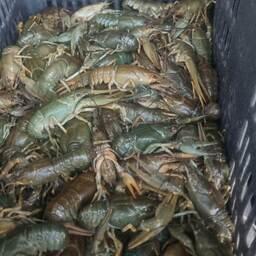 В партии было более 24,8 тыс. живых раков. Фото пресс-службы Россельхознадзора