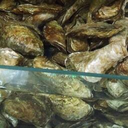 Тихоокеанская устрица — популярный объект российской марикультуры