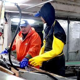 Заведующий сектором Мирового океана Южного филиала ВНИРО Александр ЗАЙЦЕВ работал научным наблюдателем на промысле клыкача. Фото пресс-службы института