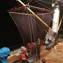 Искать скопления сардины и скумбрии рыбакам помогали ученые. Фото пресс-службы ТИНРО-Центра
