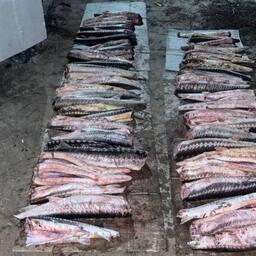 «Краснокнижный» груз перехватили пограничники. Фото пресс-службы областного следственного управления СК России