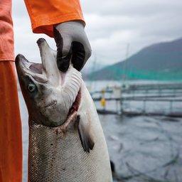 Норвегия хочет пятикратно увеличить производство лосося. Фото пресс-службы правительства страны