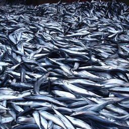 Комиссия по рыболовству в северной части Тихого океана утвердила объемы добычи сайры