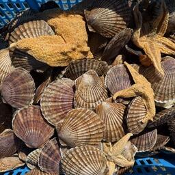 Научный улов приморского гребешка. Фото пресс-службы ВНИРО