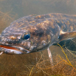 Власти Карелии установили нормы для расчета ущерба от незаконной рыбалки. Фото с сайта fishingday.org