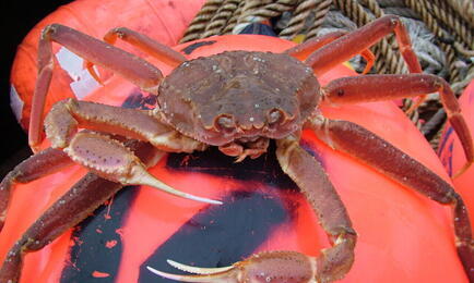 Краб-стригун опилио. Архивное фото