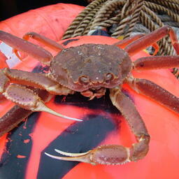 Краб-стригун опилио. Архивное фото