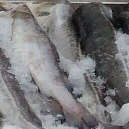 В Баренцевом море рыбаки выбрали рекомендованный объем сайды