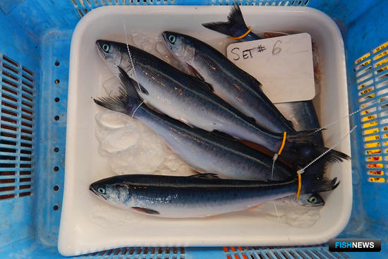 Попавшиеся ученым лососи. Фото пресс-службы Росрыболовства
