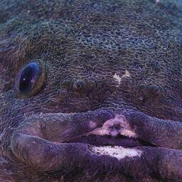 Одного из присматривающих за икрой самцов рыбы-лягушки запечатлел подводный оператор. Фото пресс-службы нацпарка «Земля леопарда»