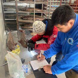 Для части особей осетра провели полный биологический анализ. Фото пресс-службы ВНИРО