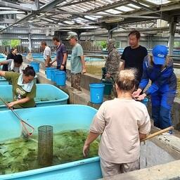 В России выращиванием сахалинского осетра занимается только Анюйский рыбоводный завод. Фото пресс-службы Главрыбвода