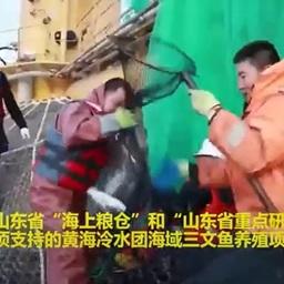 Китайские лососеводы собирают урожай. Кадр видео канала Louis Stroud H