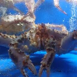 Росрыболовство собирается обновить регламент для оформления поставок живых морепродуктов