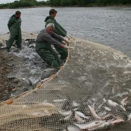 Добыча лосося в Магаданской области. Фото пресс-службы правительства региона