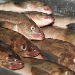 Две доли квоты терпугов в Северо-Курильской зоне достаются Приморской рыболовной компании. Архивное фото