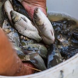 С 1 сентября вступили в силу новые ветеринарные правила для рыбоводных хозяйств