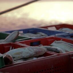 Специалисты представили предложения по общему допустимому улов рыб в Южном рыбохозяйственном районе Волжско-Каспийского бассейна на предстоящий год. Архивное фото