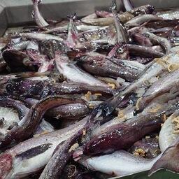 США определили себе минтаевые квоты