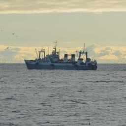 Рыбный промысел на Дальнем Востоке. Фото предоставлено «Океанрыбфлотом»