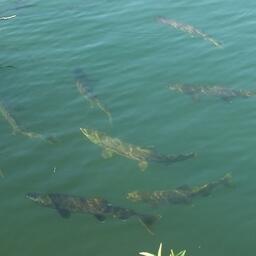 Осенний ход лосося на реке Милоградовке. Архивное фото