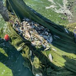 Научный улов. Фото пресс-службы ВНИРО