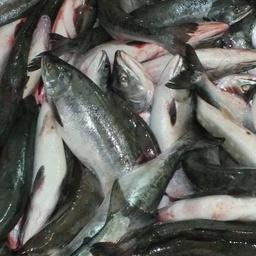 Троих жителей города Советская Гавань осудили за незаконный вылов лосося