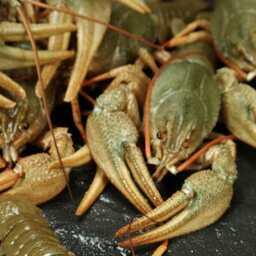 Рыночная стоимость одного рака в разных регионах России колеблется от 75 до 200 рублей, отмечают авторы поправок. Архивное фото