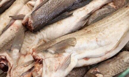 Госдума приняла изменения по регулированию прибрежного рыболовства на Северном бассейне