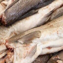 Госдума приняла изменения по регулированию прибрежного рыболовства на Северном бассейне