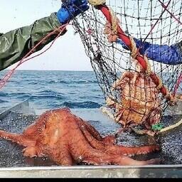 В основном в прилове был гигантский осьминог Дофлейна. Фото пресс-службы ВНИРО