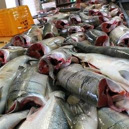 Переработка лосося на Дальнем Востоке