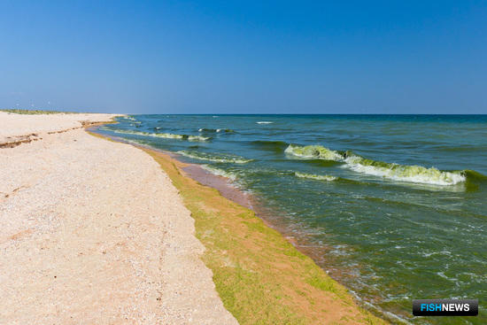 «Цветение воды» в Таганрогском заливе Азовского моря. Фото с сайта АзНИИРХ