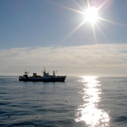 К середине июня во всех районах промысла рыбаки добыли более 2,172 млн тонн. 