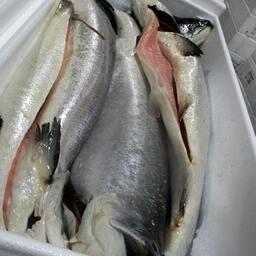 В деле фигурирует более 15 тонн атлантического лосося. Фото пресс-службы Россельхознадзора