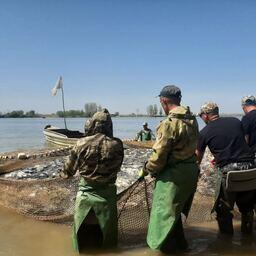 Предприятия Астраханской области за весеннюю путину выловили более 18 тыс. тонн рыбы. Фото пресс-службы КаспНИРХ