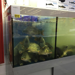 В московских магазинах встретить живого карпа дешевле 200 рублей за килограмм крайне сложно