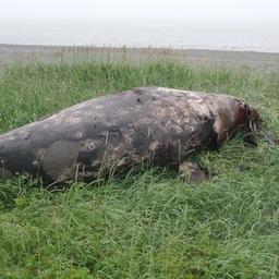 Мертвый кит был найден в районе поселка Усть-Камчатск. Фото предоставлено пресс-службой правительства Камчатского края.