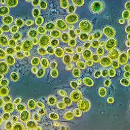 Одноклеточные водоросли хлореллы. Фото Andrei Savitsky («Википедия»)