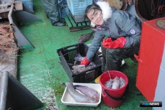 Обработка улова. Фото пресс-службы Всероссийского НИИ рыбного хозяйства и океанографии