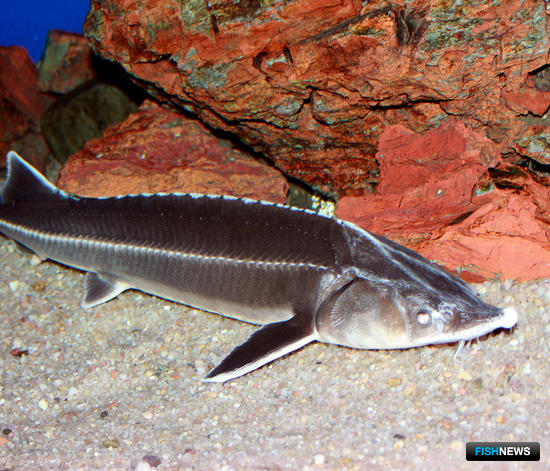 Стерлядь – одна из «краснокнижных» рыб. Фото из «Википедии»
