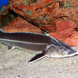 Стерлядь – одна из «краснокнижных» рыб. Фото из «Википедии»